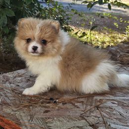 Daisy - Red sable female Pomeranian puppy in Lumberton, Mississippi from Piney Woods Pomeranians