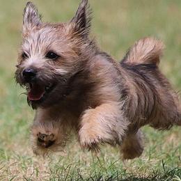 Cairn Terrier Puppies from Pine-Oaks Cairn Terriers, LLC