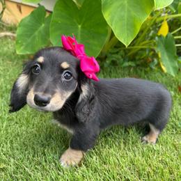 Maggie - Black and cream female Dachshund puppy in Ranburne, Alabama from Camdox