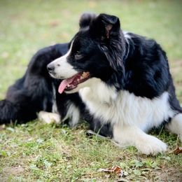 Cricket - Border Collie