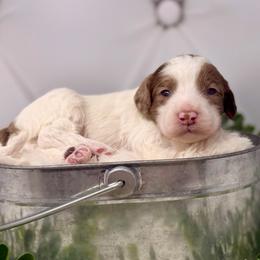 Rhodium - Chocolate male Australian Labradoodle puppy in Brush Prairie, Washington from Fancy Pants Labradoodles