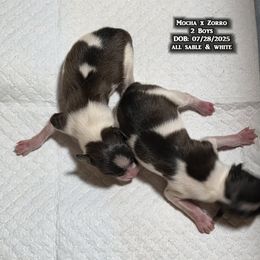 AKC Boy 1 - White and sable male Papillon puppy in Cadiz, Kentucky from Tiny Treasures Papillons
