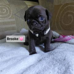Brooke - Cream female Pug puppy in Hartsville, South Carolina from PearlsPlayhousePugs