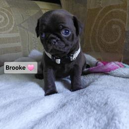 Brooke - Cream female Pug puppy in Hartsville, South Carolina from PearlsPlayhousePugs