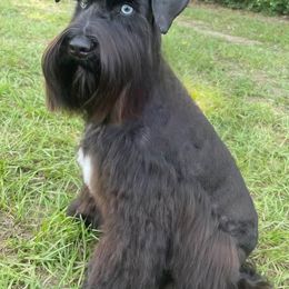 Echo - Miniature Schnauzer