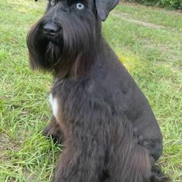 Echo - Miniature Schnauzer