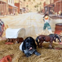 Sleepy - Piebald male Dachshund puppy in Westport, Kentucky from Lonestar Creek Farm