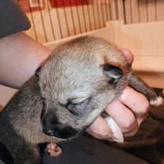 Runa - Gray female Swedish Vallhund puppy in Ellensburg, Washington from Faery Mount Farm