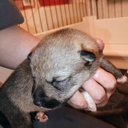Runa - Gray female Swedish Vallhund puppy in Ellensburg, Washington from Faery Mount Farm