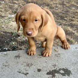 Jim - Yellow male Labrador Retriever puppy in Great Falls, Montana from Yogo Point Kennels
