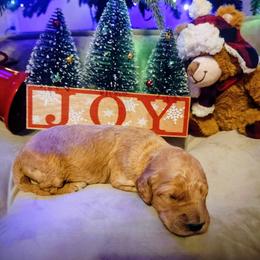 Aquamarine - Apricot female Goldendoodle puppy in Freedom, New York from Samantha's Goldendoodles