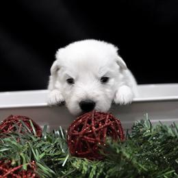 Berger Blanc Suisse Puppies from Moonlight Berger Blanc Suisses
