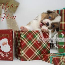 Slate (Male 3) Fluffy - Sable male Pembroke Welsh Corgi puppy in Straughn, Alabama from Magnolia Creek Corgis