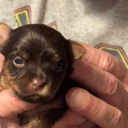 Puppy 6 - Chocolate and tan female Yorkshire Terrier puppy in Elizabeth, Indiana from Dwayne’s Yorkshire Terriers