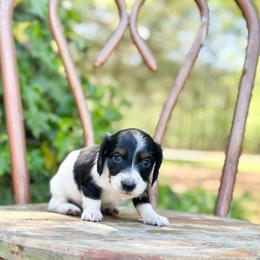 Tide (very perky) - Piebald male Dachshund puppy in Salters, South Carolina from Long-Pine Dachshund