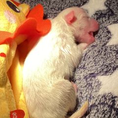 Girl 1 - White American Eskimo Dog puppy in Smyrna, Tennessee from Wintersun Eskies of Tennessee