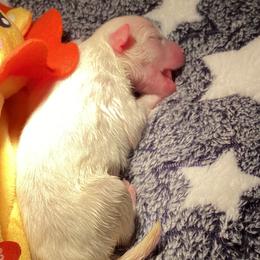 Girl 1 - White American Eskimo Dog puppy in Smyrna, Tennessee from Wintersun Eskies of Tennessee