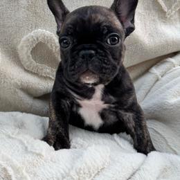 Girl 4 - Brindle and white female French Bulldog puppy in City Of Industry, California from Cert. Frenchies