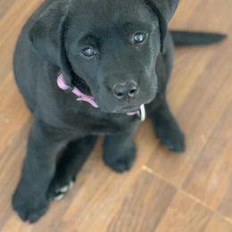 Labrador Retriever Puppies from Bear Bones Labradors