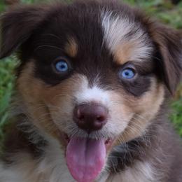 BAIN - Red merle male Australian Shepherd puppy in Nowata, Oklahoma from 4Feathers