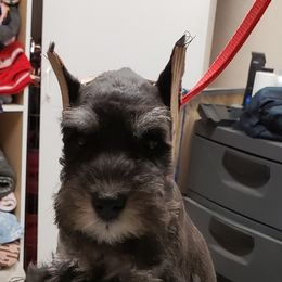 Miniature Schnauzer Puppies from Starbound Miniture Schnauzer's