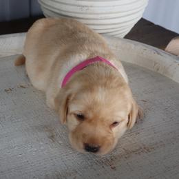 Snicker - Yellow female Labrador Retriever puppy in Camden, Indiana from Camden's Caring Canines