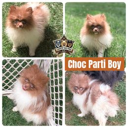 AKC Chocolate Parti Boy - Chocolate parti male Pomeranian puppy in Douglas, Massachusetts from Country Oak Poms LLC