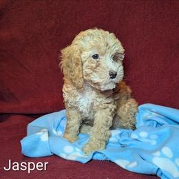 Jasper - Buff male Cockapoo puppy in Sunset, Louisiana from Cano Cockapoos