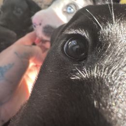 Great Dane Puppies from Babes & Danes