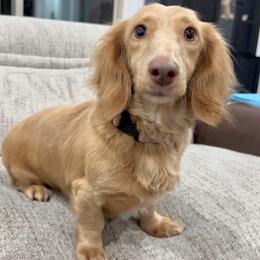 Molly - Dachshund