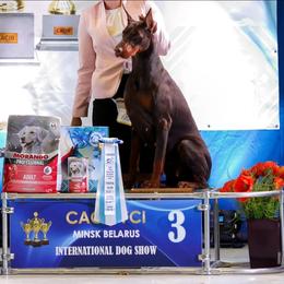 Viktoria - Doberman Pinscher