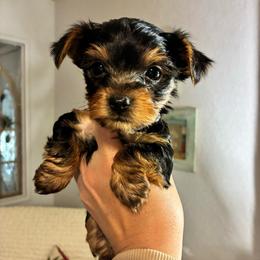 Libby - Black and tan female Yorkshire Terrier puppy in Yuma, Arizona from Yuma Yorkie