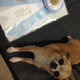 Chihuahua All Grown Up from Vargo Chihuahuas