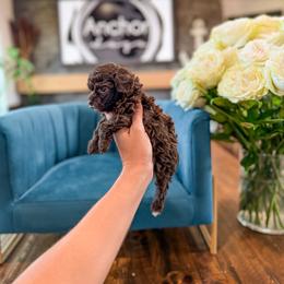 ..:: c i n n a m o n ::..    ( t e d d y  .::. b e a r ) - Brown female Poodle puppy in Hooper, Utah from Anchor Dogs