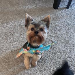 Yorkshire Terrier puppies from Mckeever's Yorkies