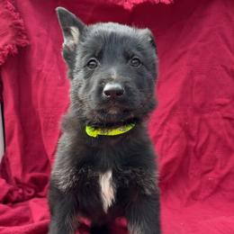 Damien - Bi-color male German Shepherd puppy in Livingston, Kentucky from Illyria Dox & GSD