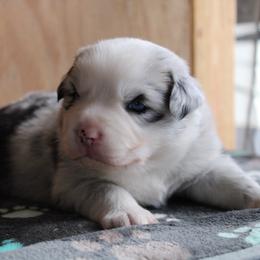 Sherlock - Blue merle male Miniature Australian Shepherd puppy in Daytona Beach, Florida from Underhill Aussies