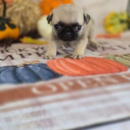 Eddie - Fawn male Pug puppy in Arthur, Illinois from Perfect Pugs