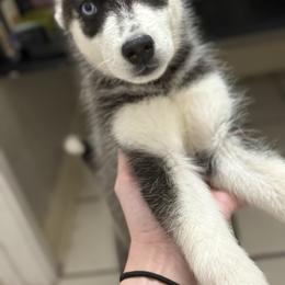 Siberian Husky Puppies from Riri’s Huskies