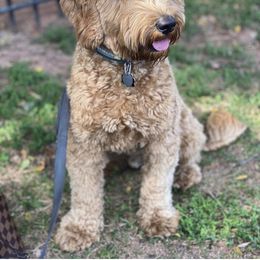 Goldendoodle and Golden Retriever All Grown Up from Cascade Pups