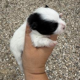 Boy 2 - Cream parti male Pomeranian puppy in Meridian, Idaho from Precious poms