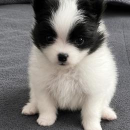 Bonnie - Black parti female Pomeranian puppy in Mc Henry, Illinois from Pomeranians