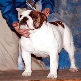 Bulldogs from Colorado Bulldogs
