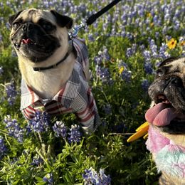Pugs from Avabulldogs