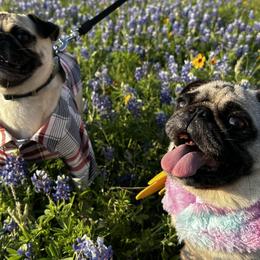 Pugs from Avabulldogs