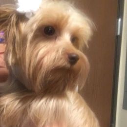 Milan - Yorkshire Terrier