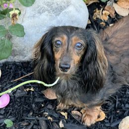 Signe - Dachshund