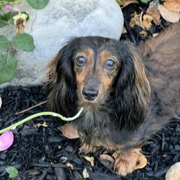 Signe - Dachshund