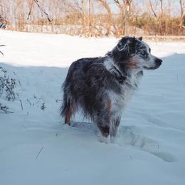 Miniature American Shepherds from RavenRockFarm