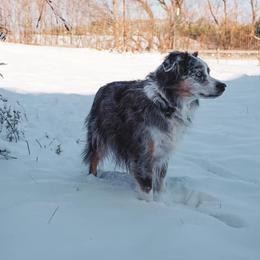 Miniature American Shepherds from RavenRockFarm